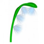 Cat Tail Leaf Cat Tail Leaf