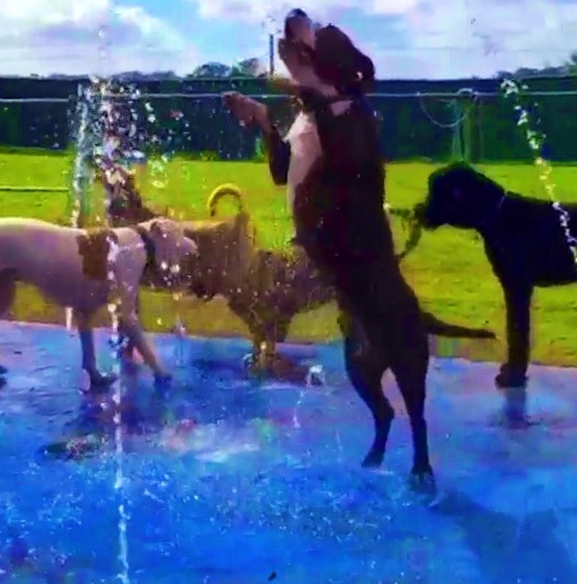 splash pad for dogs