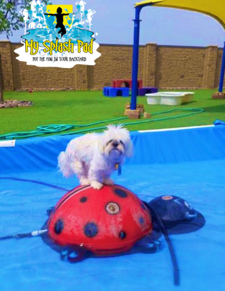 Dog Bowl Portable Water Play Features for Your Splash Pad