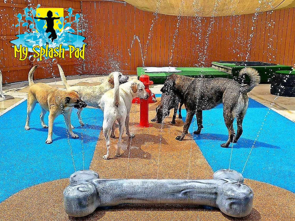 Dog Water Park Features For Your Dog Splash Pad