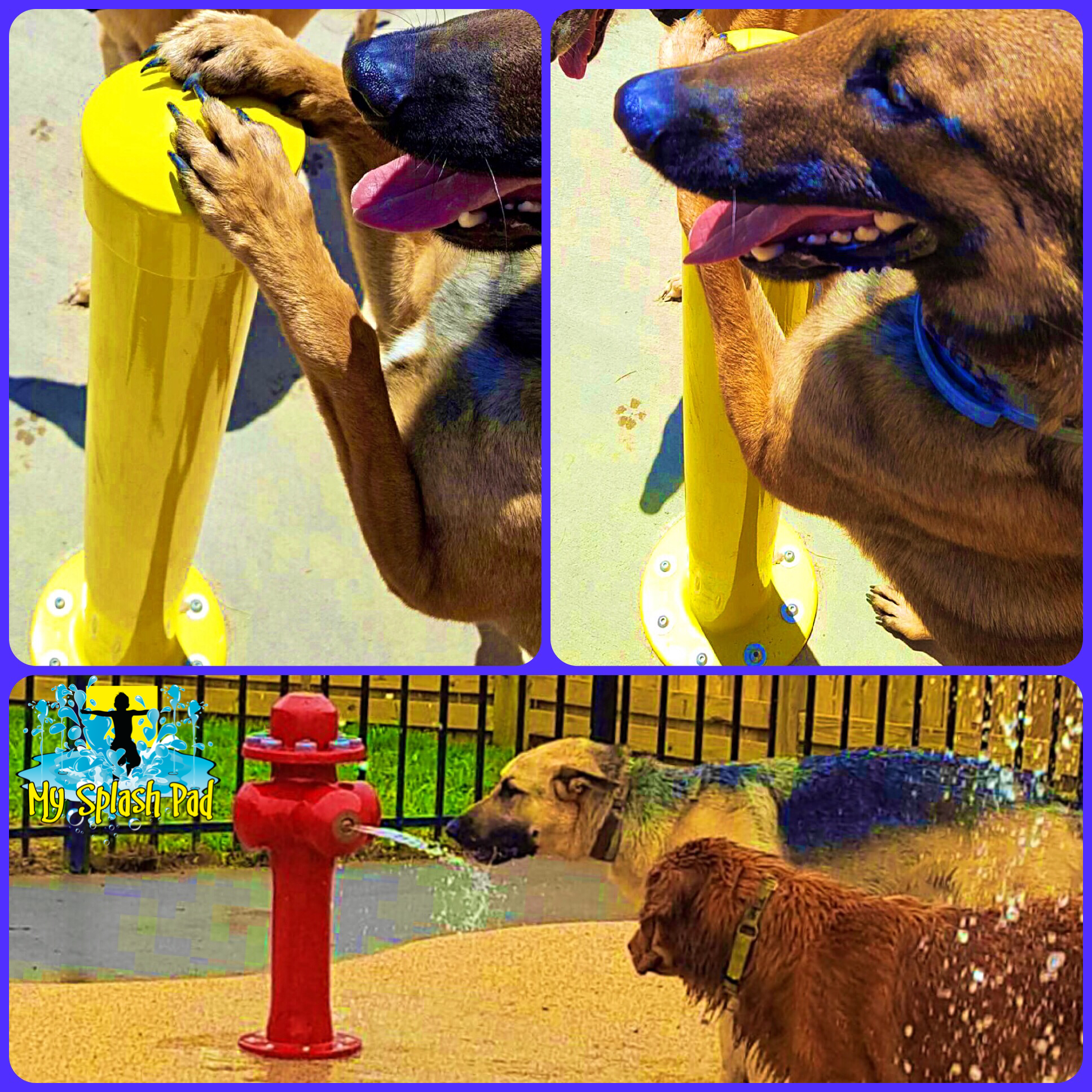 My Splash Pad Dog Water Park Toy Features. Manufacturer, Installer And Builder Of Dog Water Park Splashpad Equipment.