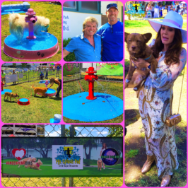 Dog Water Park Features & Toys Manufactured and Installed by My Splash Pad
