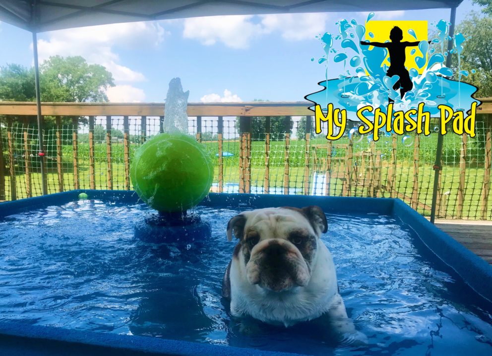 Dog Wading Pool Water Play Feature