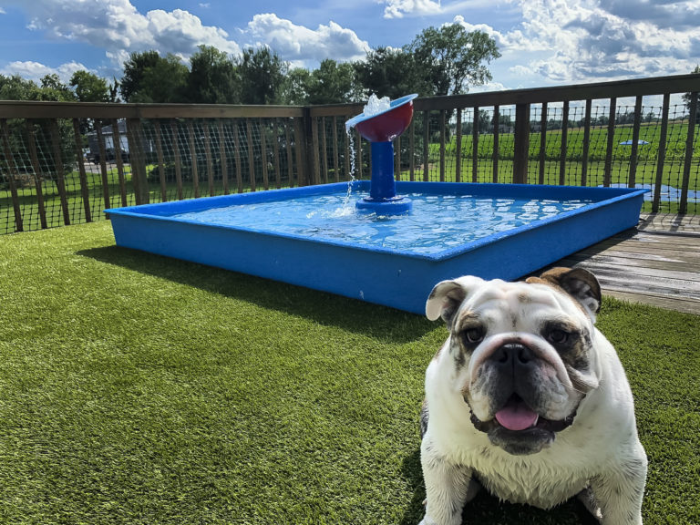 dog wading pool water play feature