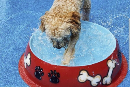 Dog Water Park Manufacturer and Installer