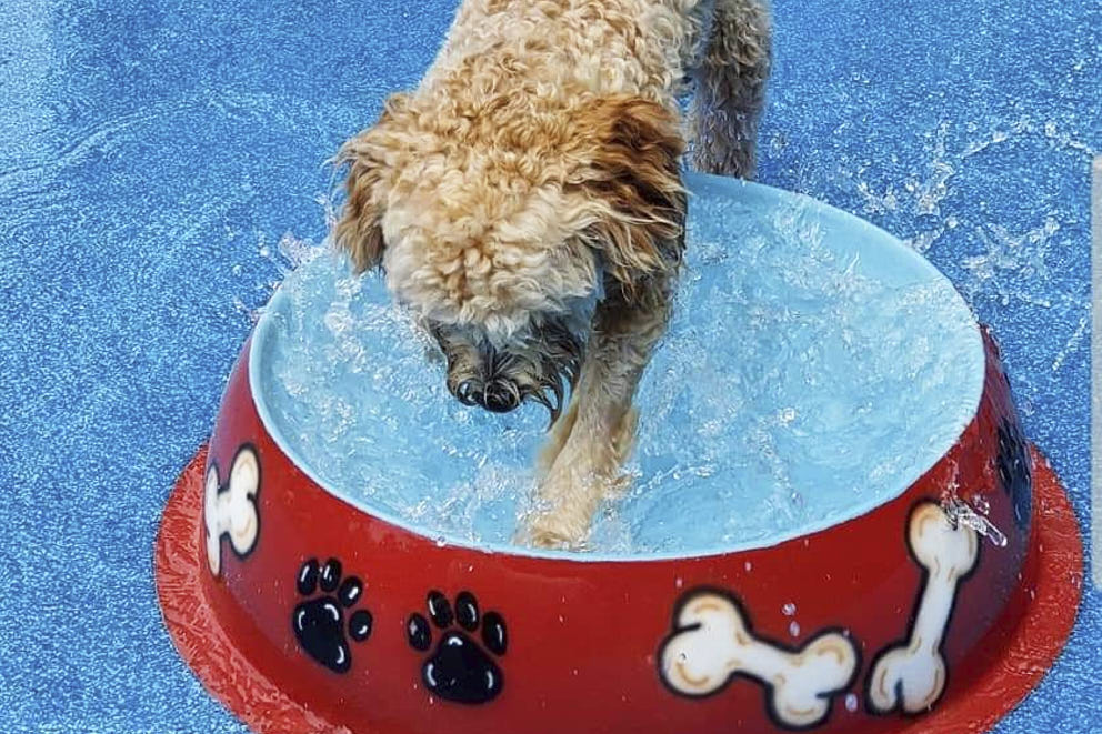 /dog-water-park/dog-bowl/