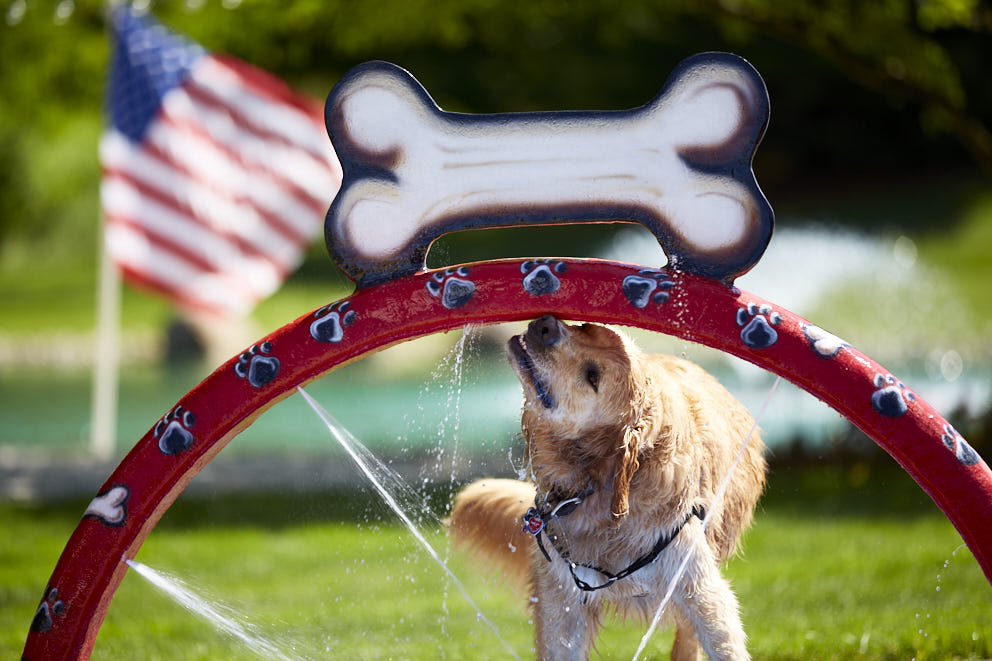doggy-wash