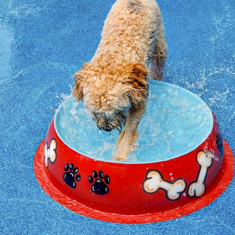 My Splash Pad Dog Bowl Water Play Features