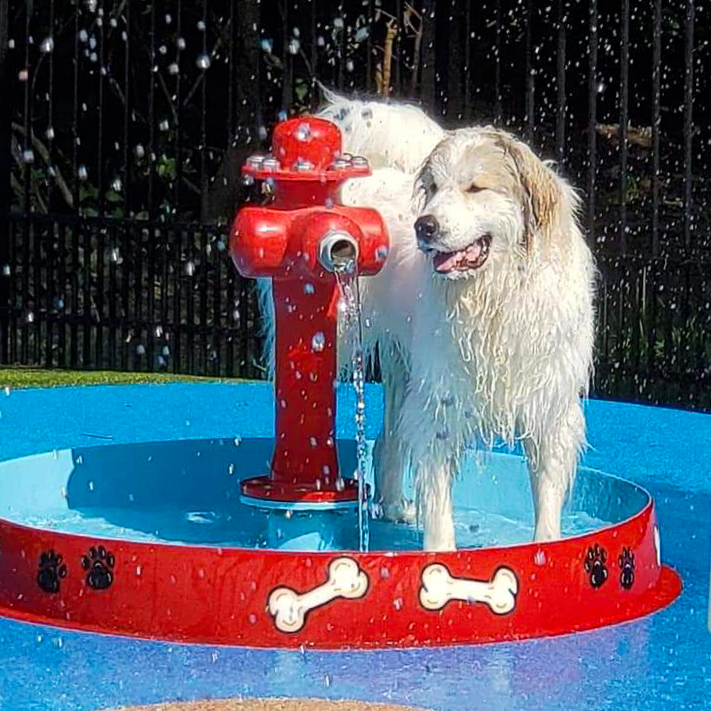 My Splash Pad Dog Bowl with Hydrant Water Play Features