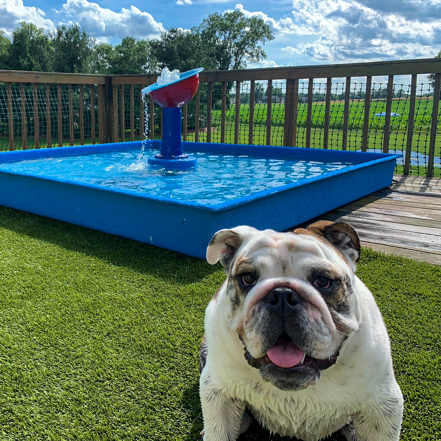 My Splash Pad Dog Wading Pool Water Play Features