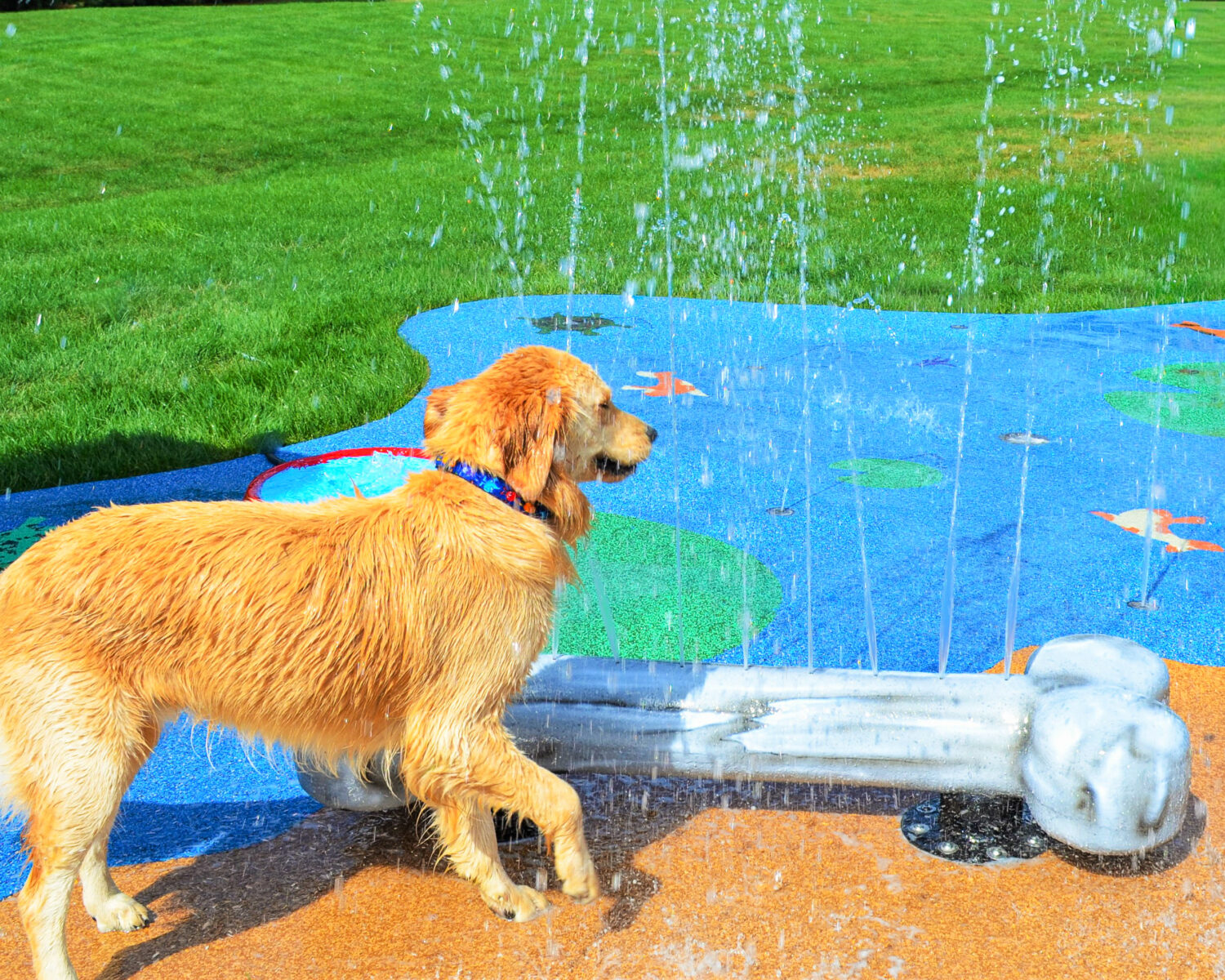 My Splash Pad Dog Bone Water Play Features