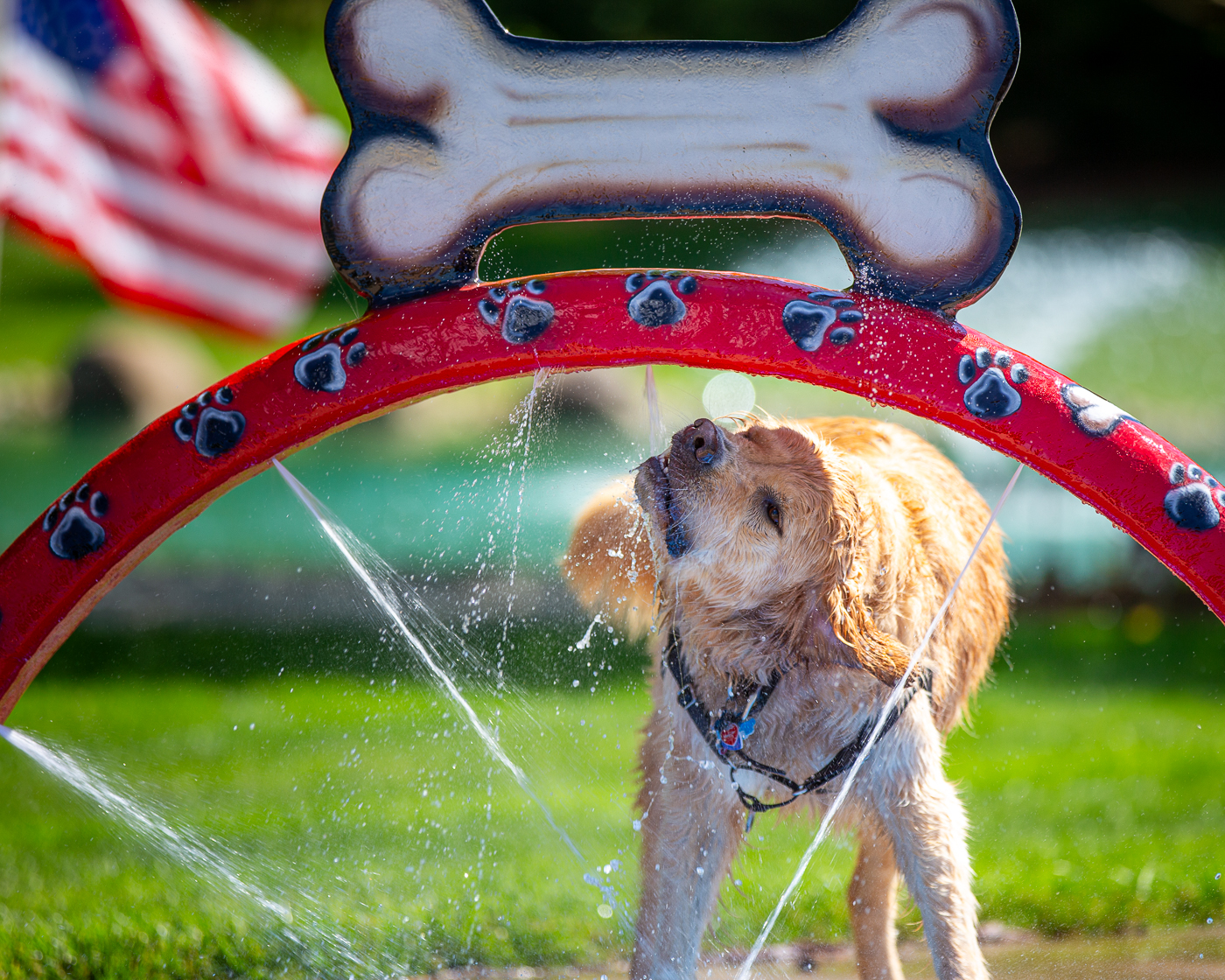 My Splash Pad Doggy Wash Water Play Features