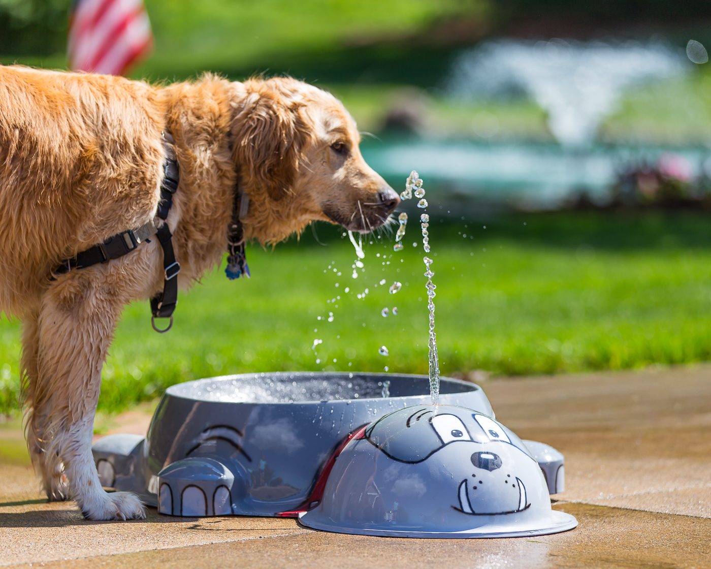 Bulldog Water Bowl Water Play Features
